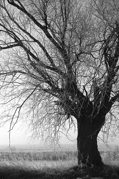 Drzewo nad Kanałem Bydgoskim : drzewo, kanał Bydgoski, janusz michalski