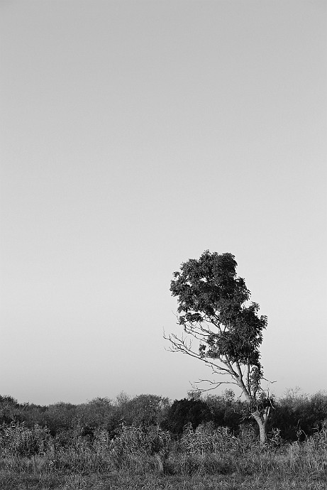 IMG 3533czb : drzewo, kanał notecki, janusz michalski