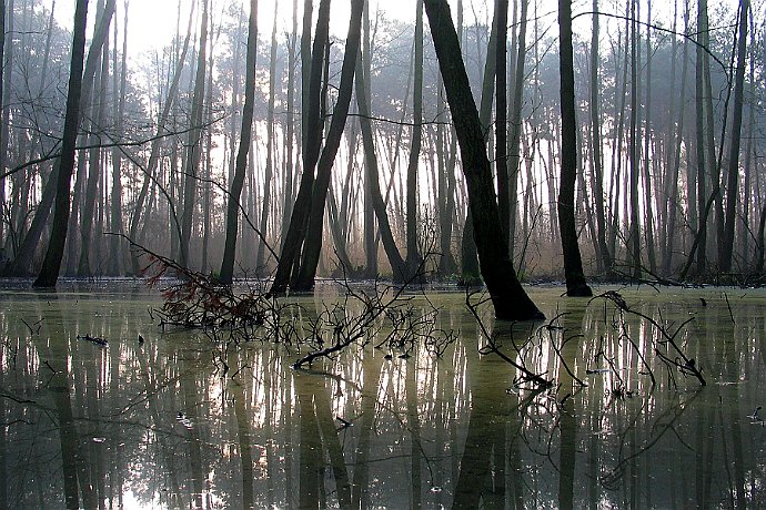 oles  Leśnictwo Białe Błota - 22 listopada 2003 r. (dzisiaj już nie istnieje) : oles, bagno, olcha, las