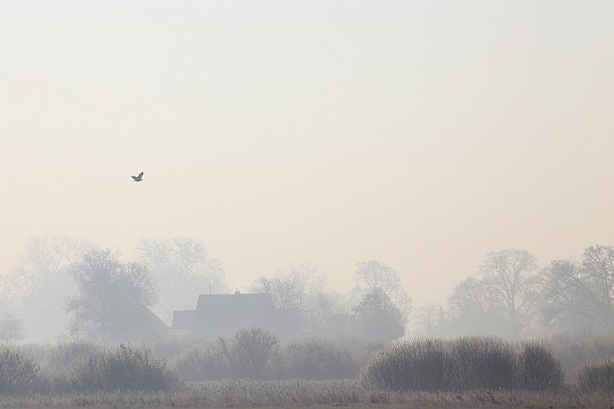 Lisi Ogon  Pejzaż wiejski z ptakiem : wieś, ptak, zima, mgła