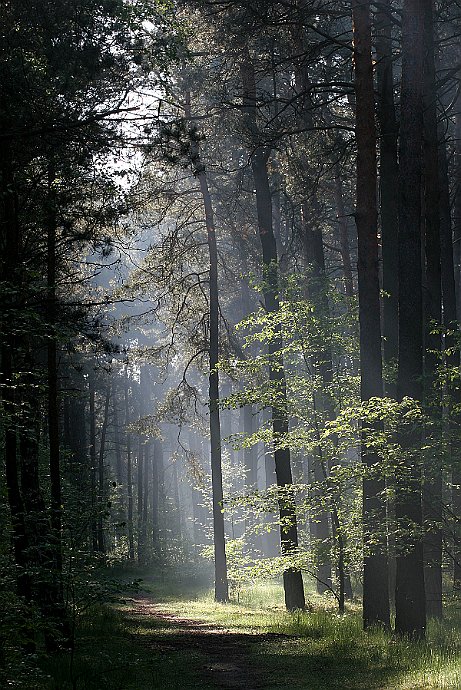 Puszcza Bydgoska  Leśnictwo Białe Błota - wiosna : drzewa, las, wschód słońca, światło