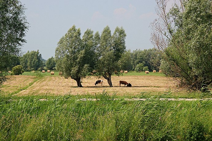 Tereny depresyjne  w okolicy miejscowości Wiśniewo pod Elblągiem : pastwisko, wierzby, krowy