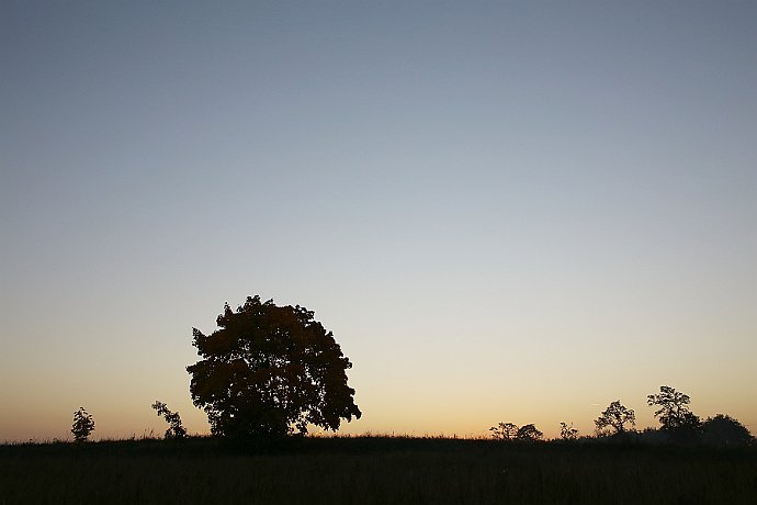 Tuż przed wschodem słońca  drzewo na polu we wsi Lisi Ogon : wschód słońca, drzewa
