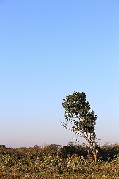 Drzewo nad Kanałem Noteckim  jesień 2018 r. : janusz michalski, kanał notecki