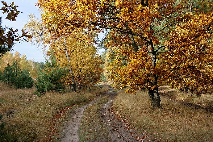 Jesień  Leśnictwo Białe Błota : droga, jesień, las