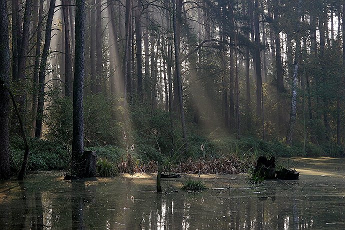 bagienko  Leśnictwo Białe Błota - paźrnik 2006 r. : las, drzewa, oles, bagno, woda, mgła