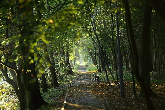 Bydgoszcz  park nad Kanałem Bydgoskim : kanał bydgoski, park, drzewa