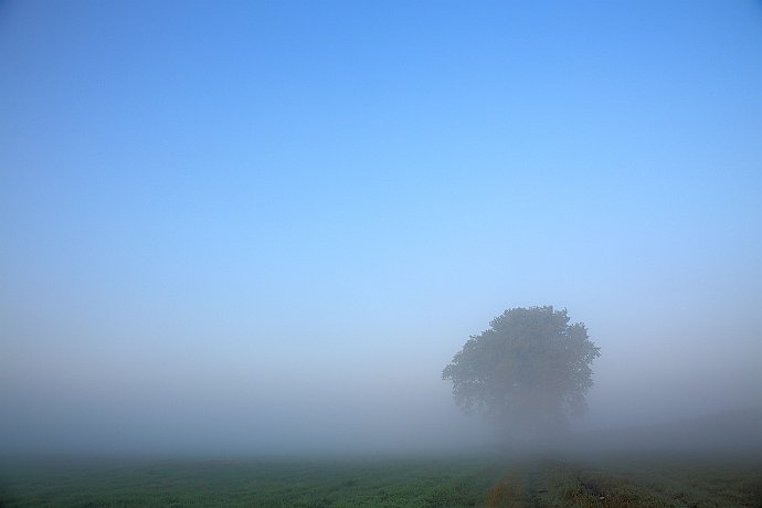 Mglisto  jesiennie : mgła, łąka
