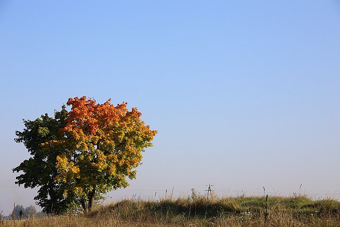 Jesień  październik 2014 r. : jesień, drzewo