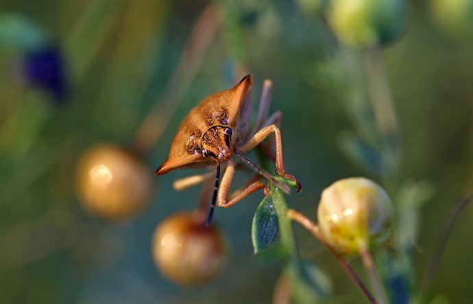 Pluskwiak  makrofotografia z mojego ogrodu : owad, makrofotografia, janusz michalski, pluskwiak, przyroda