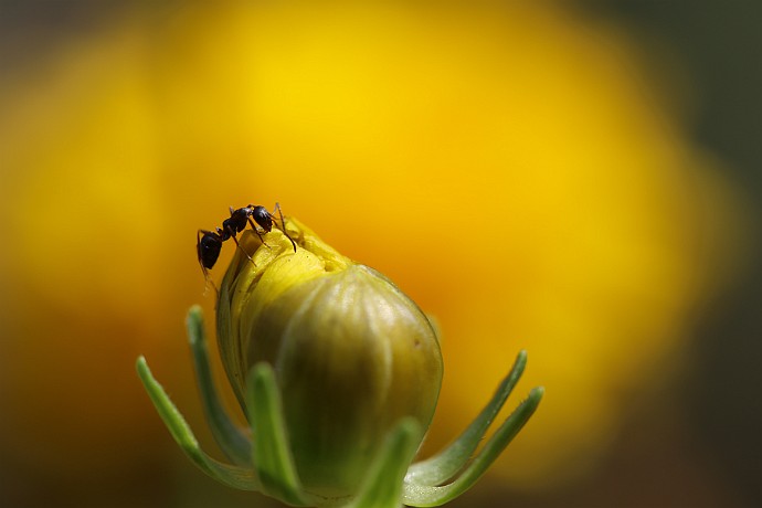 makrofotografia przyrody : makrofotografia, przyroda, mrówka