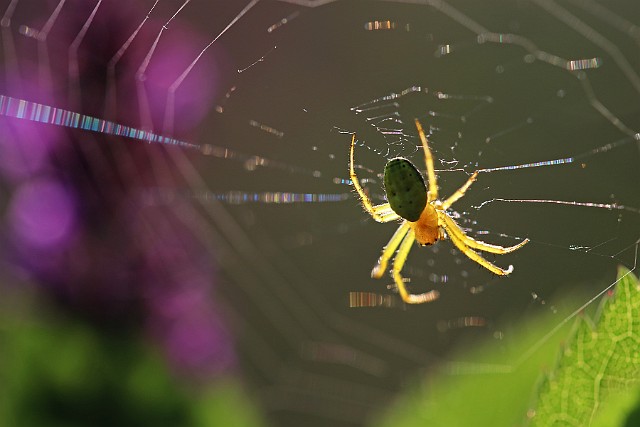 Pająk krzyżak zielony (Araniella cucurbitina)