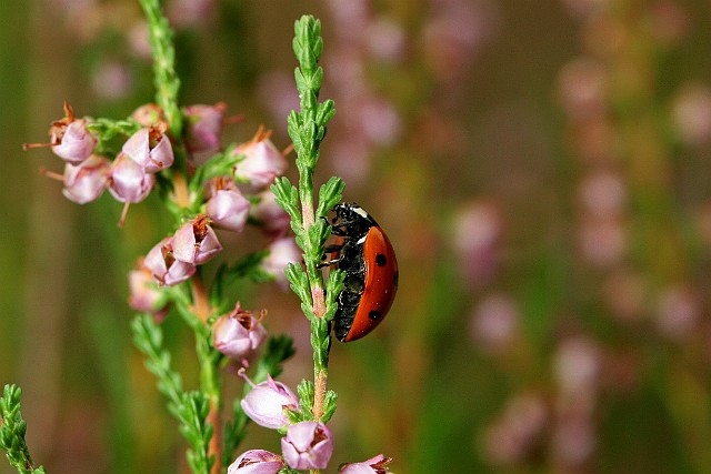 Biedronka siedmiokropka (Coccinella septempunctata)