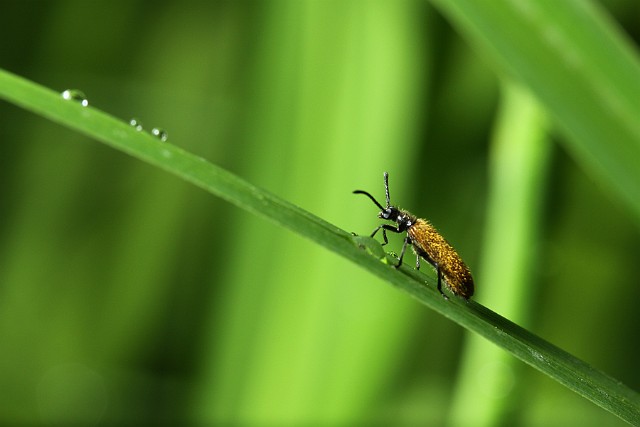 Omięk (Lagria hirta)