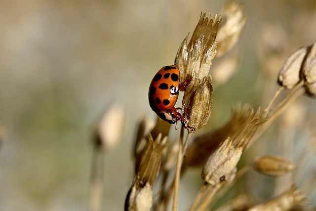 Harmonia axyridis biedronka azjatycka