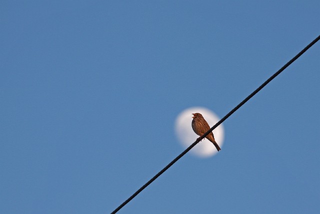 Potrzeszcz (Emberiza calandra) – gatunek małego ptaka z rodziny trznadli