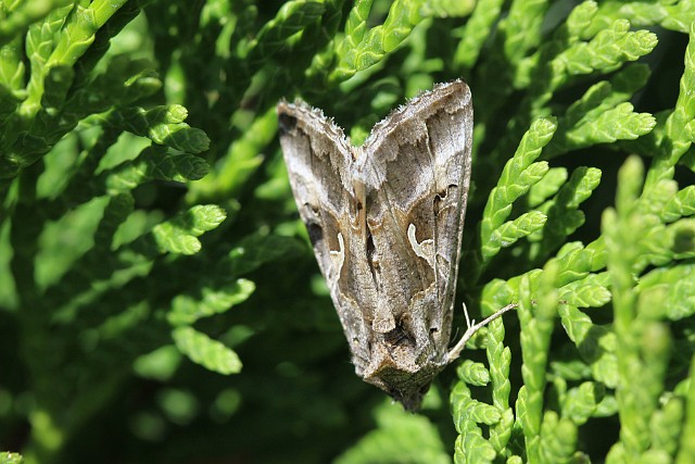 Błyszczka literówka Autographa gamma