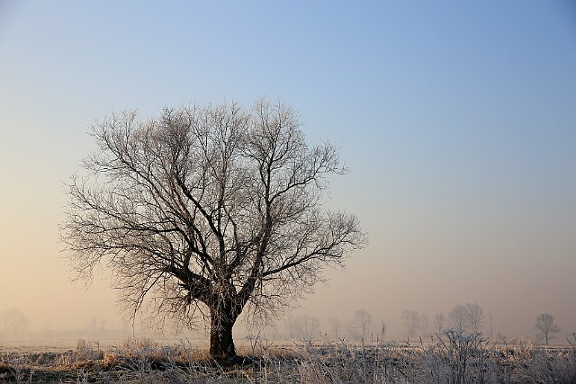 Samotne drzewo nad Kanałem Bydgoskim