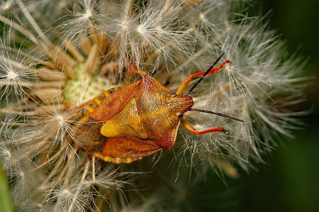 Borczyniec południowy - Carpocoris purpureipennis pluskwiak z rodziny traczówkowate: Pentatomidae