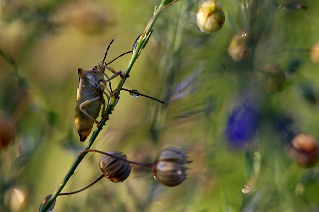 Pluskwiak makrofotografia - w moim ogrodzie