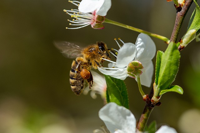 Pszczoła miodna wiosna 2023 r.