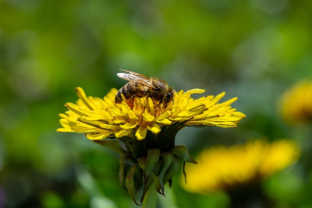Pszczoła miodna wiosna 2023 r.