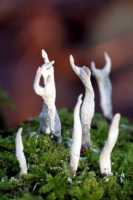 Próchnilec gałęzisty (Xylaria hypoxylon) – gatunek grzybów z rodziny próchnilcowatych