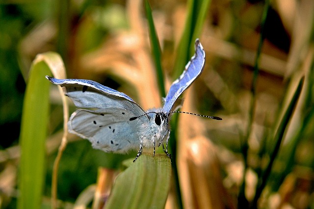 Modraszek wieszczek Modraszek wieszczek [Celastrina argiolus]