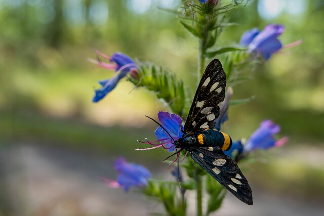 Oblaczek granatek (Amata phegea)