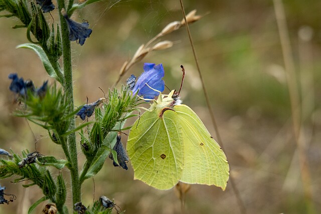Latolistek cytrynek (Gonepteryx rhamni)