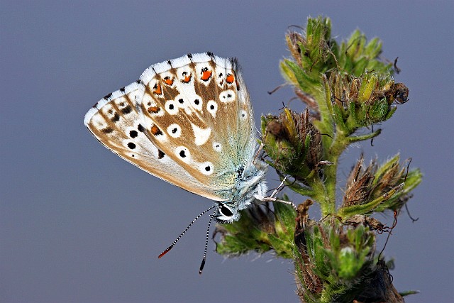 Modraszek korydon - makrofotografia polyommatus coridon