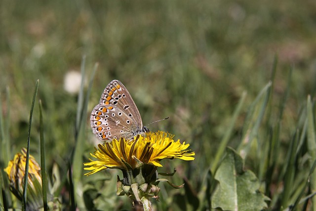 motyl modraszek ikar