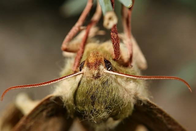 Nastrosz lipowiec Mimas tiliae