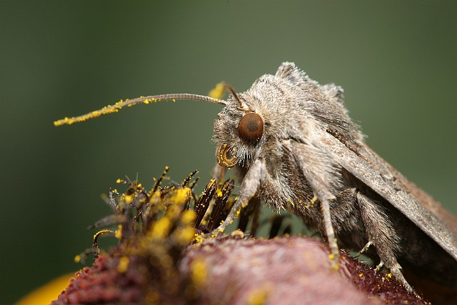 Motyl nocny portret (motyl nieoznaczony) - Makrofotografia