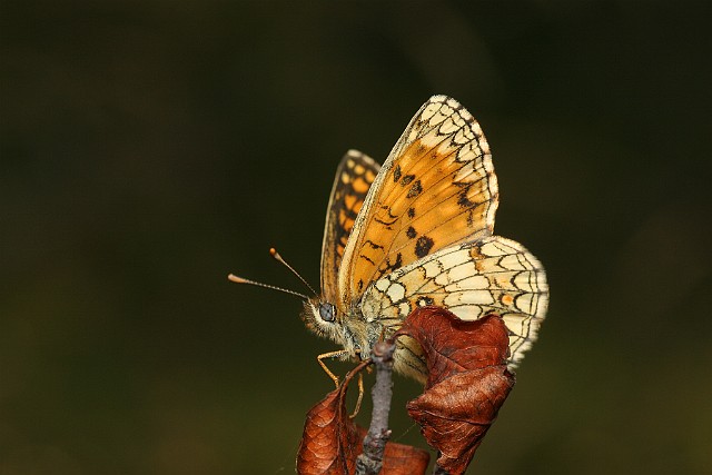 Przeplatka atalia Melitaea athalia