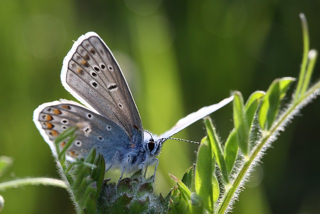 motyl modraszek ikar