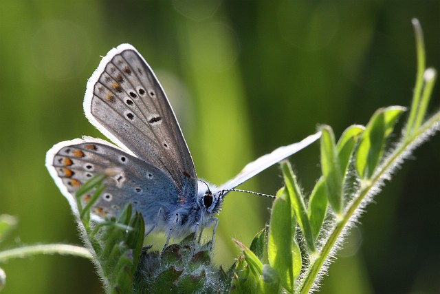 motyl