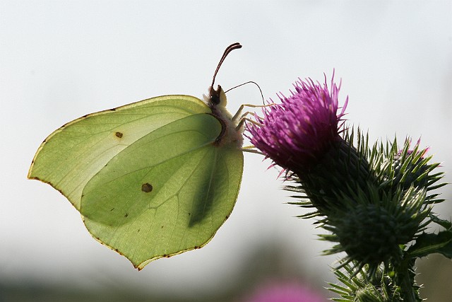 Latolistek cytrynek bielinkowate