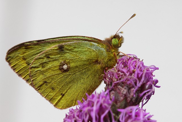 Szlaczkoń siarecznik Colias hyale (Linnaeus, 1758) - wierzch skrzydeł samca cytrynowożółty, samicy białozielonkawy. Czarna obwódka z jasnymi plamami u obu płci. Wierzchołek...