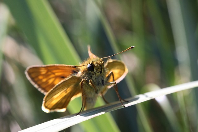 motyl