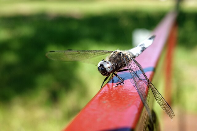 Ważka ruda (Libellula fulva)