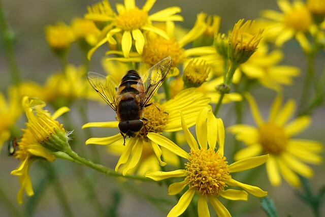 Gnojka wytrwała (Eristalis tenax)