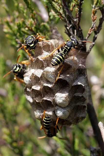 Osa Klecanka rdzaworożna Gniazdo os - Klecanka rdzaworożna (Polistes dominula) – gatunek błonkówki z rodziny osowatych