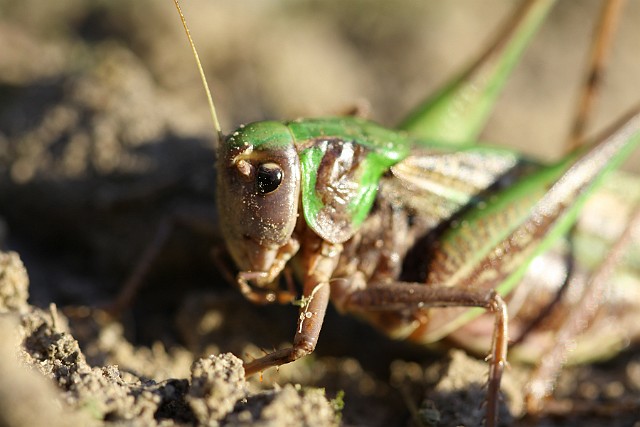 Łatczyn brodawnik Łatczyn brodawnik (Decticus verrucivorus) – euroazjatycki gatunek owada prostoskrzydłego z rodziny pasikonikowatych (Wikipedia)