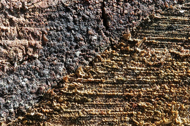 drewno  makrofotografia : przyroda