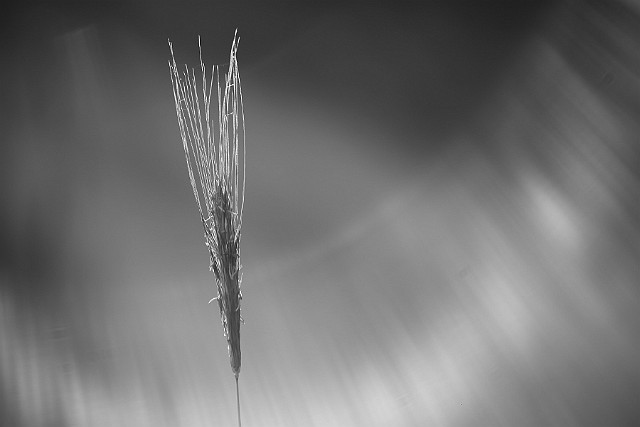 Światło... Nie bój się cieni, one świadczą o tym, że gdzieś znajduje się światło. [Oscar Wilde] Fotografia przyrody