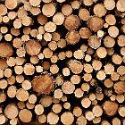 drewno  sosna, kołki : drewno