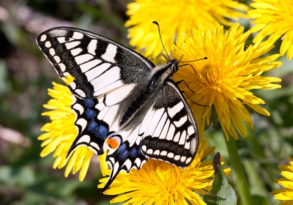 Motylarnia - Lepidoptera