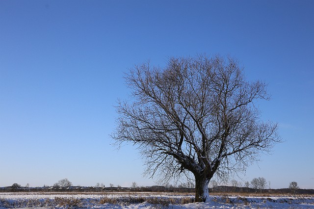Samotne drzewo krajobraz nad Kanałem Bydgoskim