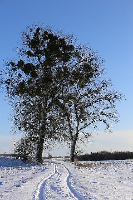 zima... nad Kanałem Bydgoskim